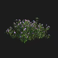 Lush Green Leaf Bush With Purple Flowers On Black Background 3d model