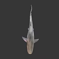 Realistic 3D Shark Model With Detailed Dorsal Fin And Body Features