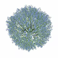 Clumping Blue Snowflake Balls With Lush Vibrant Blue Flowers In Garden