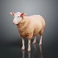 White Wool Sheep Standing With Pink Ears On Dark Reflective Surface