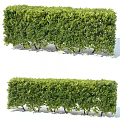 Lush Green Shrubs And Trimmed Hedge For Garden Landscape Decoration