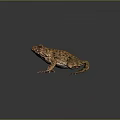 Brown Spotted Frog Sitting On Dark Reflective Surface With Detailed Skin Texture