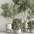 Potted Bonsai Trees With Green Foliage In White Pots For Indoor Decoration