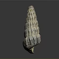 Natural Colorful Spiral Conch Shell With Detailed Textured Patterns On Dark Background