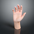 Lifelike Human Hand Model with Palm Up and Fingers Spread on Dark Background