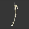Human Skeleton Arm Hand And Shoulder Bone Structure Anatomical Model 3d model