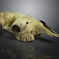Detailed Animal Skull Organ Anatomy Displaying Orbital Cavity And Dental Structure