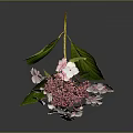 Pink and White Hydrangea Bouquet With Green Leaves and Reflection on Dark Background
