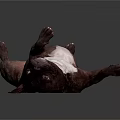 Brown and white bulldog lying on back with paws up on dark background
