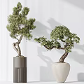 Indoor Bonsai Trees with Twisted Trunks in Gray Cylindrical and White Pots 3d model