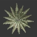 Tall Evergreen Pine Tree With Green Needles And Natural Trunk Structure