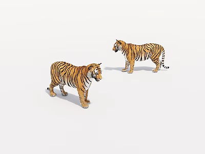 Realistic Tiger Models With Striped Fur And Natural Standing Postures On White Background 3d model