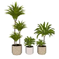 Green Leafy Potted Plants of Various Heights in Light Ceramic Pots for Indoor Decor