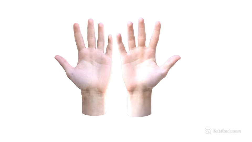 Human Hands With Open Palms Up And Extended Fingers On White Background 3d model 