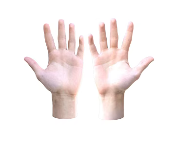 Human Hands With Open Palms Up And Extended Fingers On White Background 3d model