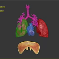 Chest Organs 3D Anatomical Model Showing Lungs Heart Trachea and Diaphragm Structures 3d model