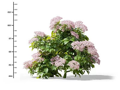 Blooming Shrub With Pink Flowers And Green Leaves Showing Height Measurement 3d model