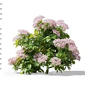 Blooming Shrub With Pink Flowers And Green Leaves Showing Height Measurement