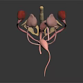 3D Anatomical Model of Human Urinary Organs Including Kidneys Bladder Ureters and Pelvis