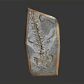 Prehistoric Animal Fossil Skeleton with Detailed Bones Preserved in Stone Slab