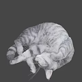 Fluffy Grey Cat Curled Up Sleeping Peacefully On Soft Surface