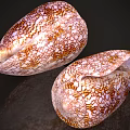 Aquatic Animals With Brown And White Cracked Pattern Shells Displayed On Dark Background 3d model