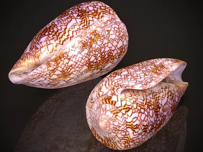 Aquatic Animals With Brown And White Cracked Pattern Shells Displayed On Dark Background 3d model