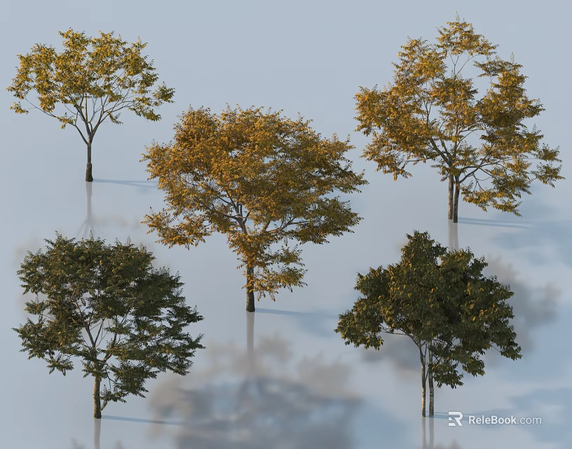 Multiple Arbor Trees with Green and Yellow Foliage and Clear Reflections 3d model