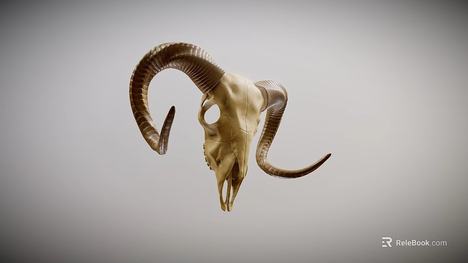 Decorative Ram Skull Taxidermy Mount For Wall Display And Home Decor 3d model 