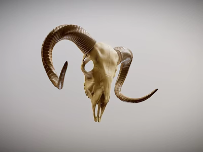 Decorative Ram Skull Taxidermy Mount For Wall Display And Home Decor 3d model