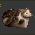 Cat With Round Body Brown White Black Fur Pointed Ears Yellow Eyes Gray Background Reflection
