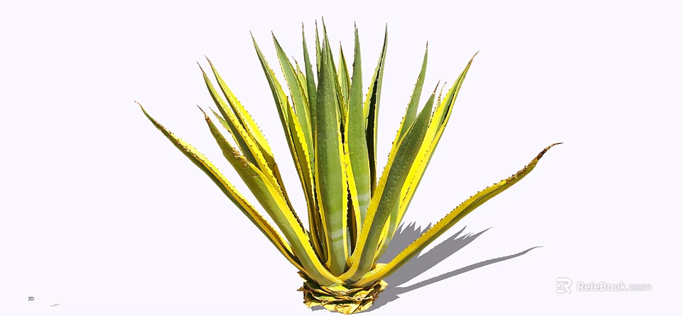 Green and Yellow Leaf Shrub With Long Pointed Thorny Edges And Clustered Growth 3d model 