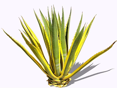 Green and Yellow Leaf Shrub With Long Pointed Thorny Edges And Clustered Growth 3d model