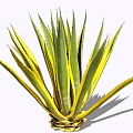 Green and Yellow Leaf Shrub With Long Pointed Thorny Edges And Clustered Growth
