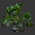 Lush Green Plant With Round Leaves In Transparent Glass Vase On Dark Background