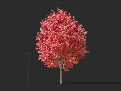 Crimson Foliage Single Tall Arbor Tree with Height Ruler on Dark Backdrop 3d model