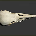 Detailed Anatomical White Bird Skull With Long Hollow Beak On Dark Reflective Background