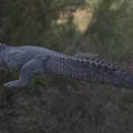 African pygmy crocodile creature 3d model