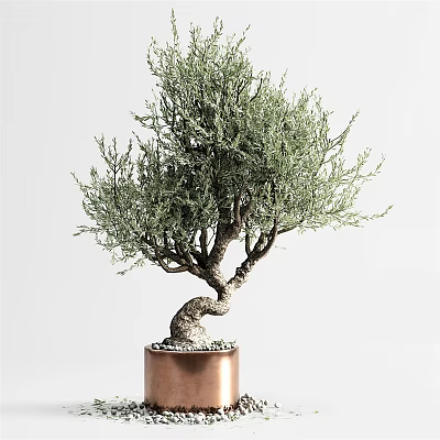 Artistic Bonsai Plant with Curved Trunk and Green Foliage in Copper Pot on White Background 3d model