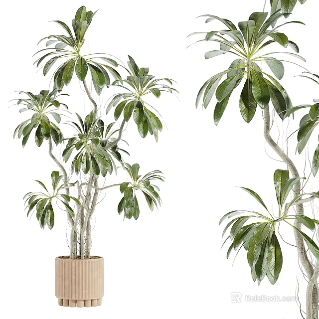 Lush Bonsai Potted Plant With Green Leaves And Twisted Branches In Wooden Pot 3d model 