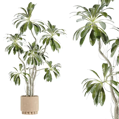 Lush Bonsai Potted Plant With Green Leaves And Twisted Branches In Wooden Pot 3d model