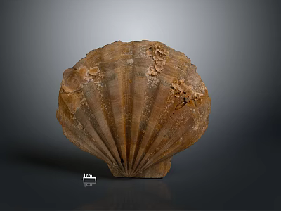 Large Brown Fan Shaped Shell With Textured Surface And Natural Patterns 3d model