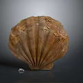 Large Brown Fan Shaped Shell With Textured Surface And Natural Patterns