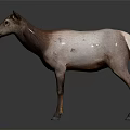 Standing Deer With Brown And White Fur Against Dark Background With Reflection On Surface