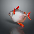 Silver Aquatic Fish With Red Fins Tail And Shiny Body On Gray Background
