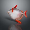 fish carnivorous fish piranha piranha freshwater fish sea fish animal game animal cartoon animal 3d model