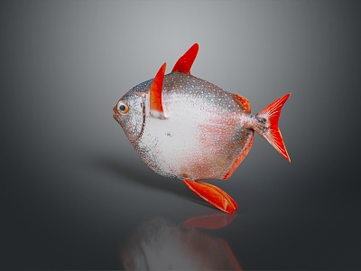 fish carnivorous fish piranha freshwater fish sea fish animal game animal cartoon animal 3d model