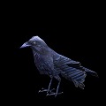 Black Bird Crow with Action 3d model