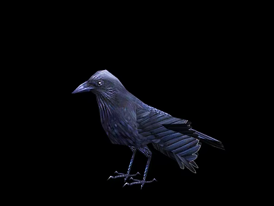 Detailed Black Feathered Crow Standing Against Dark Background In Profile View 3d model