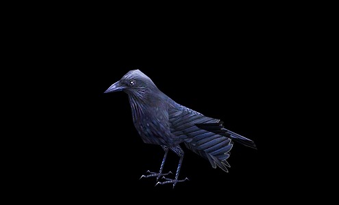 Black Bird Crow with Action 3d model